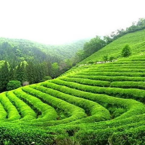 Cao Nguyên Mộc Châu - Thiên Đường Hạnh Phúc, 2 Ngày