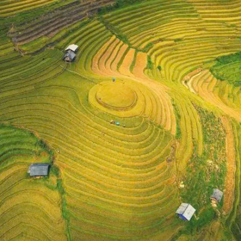 Hà Nội - Trạm Tấu - Mù Cang Chải - Đèo Khau Phạ - Tú Lệ - Trạm Tấu 3 Ngày 2 Đêm