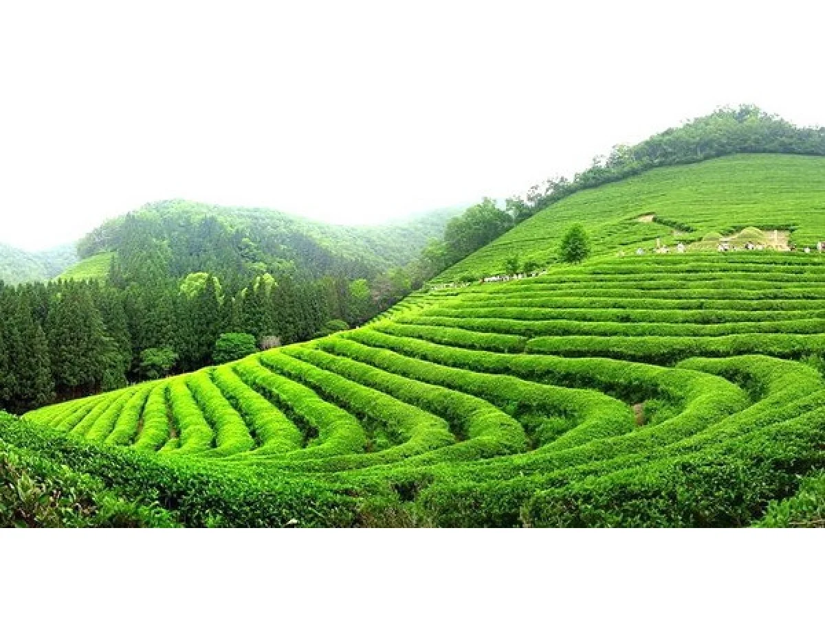 Chines New Year 2019: Moc Chau 2 days
